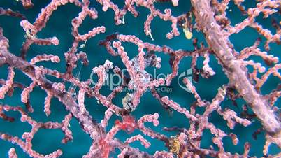 Two Pink Pygmy seahorses