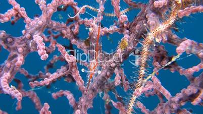 Transluent Gorgonian Shrimp