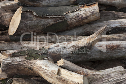 Pile of tree branch, wood stick photo