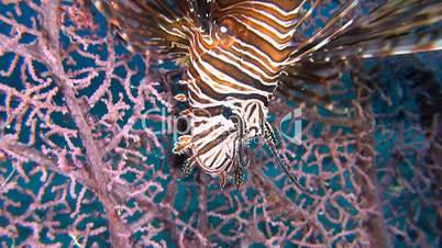 Lionfish on a gorgonian coral