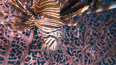 Lionfish on a gorgonian coral