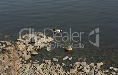 Couple of duck and drake are swimming in the lake photo