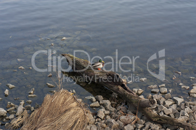 Duck drake in the lake photo. Mallard duck.