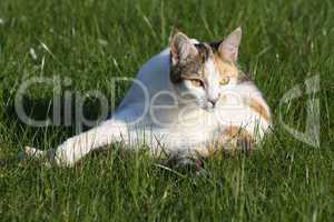 Katze im Gras