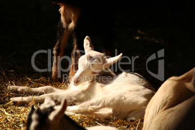 Kleine Ziege im Stall