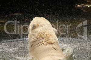 Eisbär beim Baden