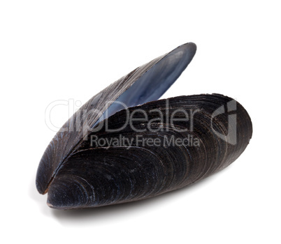 Shell of mussel isolated on white background