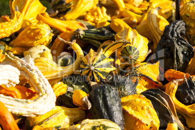 decoration mini pumpkin cucurbita pumpkin pumpkins from autumn h