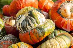 Bischofsmütze Turk Turban cucurbita pumpkin pumpkins from autum