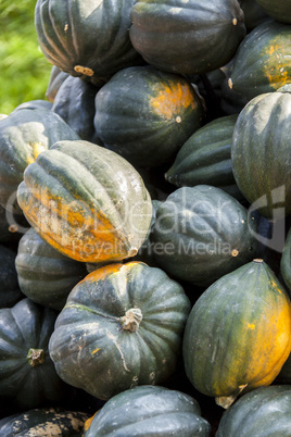 Mesa Queen Eichelkürbis Winterhorn cucurbita pumpkin pumpkins f