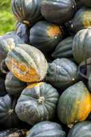 Mesa Queen Eichelkürbis Winterhorn cucurbita pumpkin pumpkins f