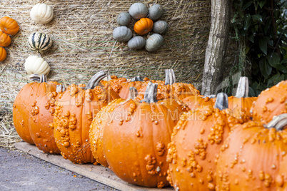 Halloween big Halloween cucurbita pumpkin pumpkins from autumn h