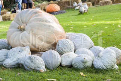 Cucurbita Maxima Giant Pumpkin cucurbita pumpkin pumpkins from a