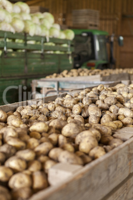 Freshly harvested potatoes and cabbages