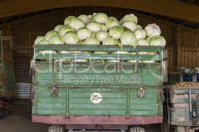 Freshly harvested potatoes and cabbages