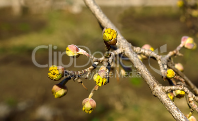 The branch of cornelian cherries
