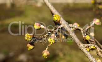 The branch of cornelian cherries