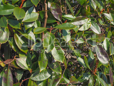 Green foliage