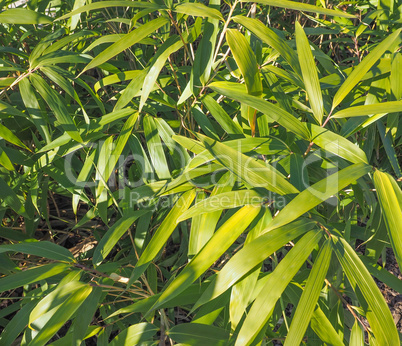 Bamboo tree