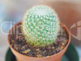 Cactus plant