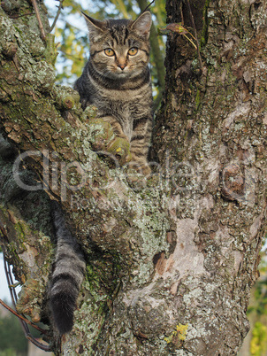 Kätzchen auf einem Baum