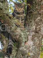 Kätzchen auf einem Baum