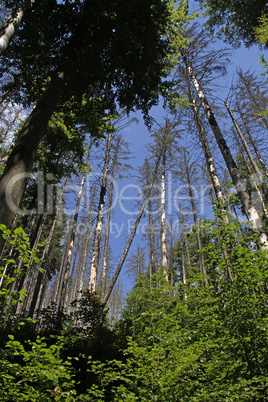 kranke Bäume im Harz