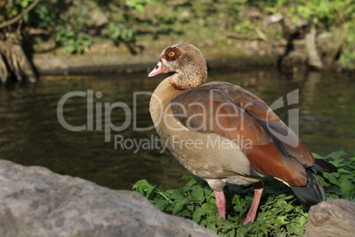 Nilgans