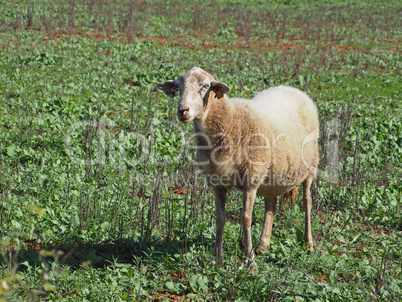 Schaf auf Ibiza