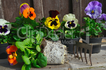 Frühling Blumen pflanzen