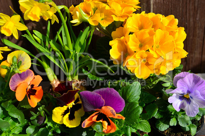 Frühling Blumen pflanzen