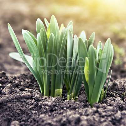 young green shoots in the backlit sunlight