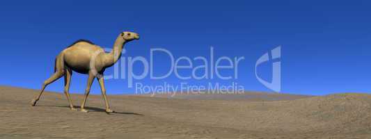 Camel walking - 3D render