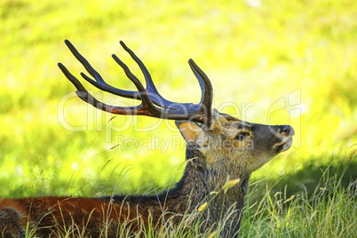Deer horns