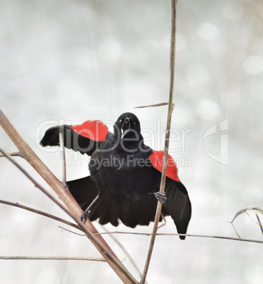 Singing Red Wing Blackbird