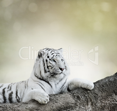 White Tiger