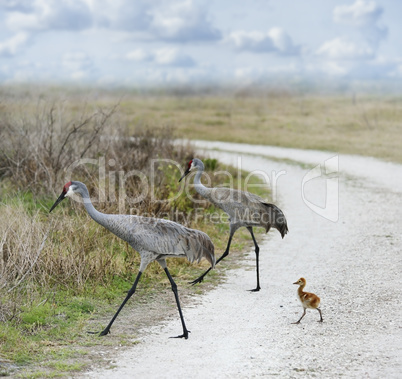 Sandhill Cranes Family