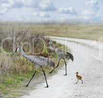 Sandhill Cranes Family