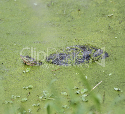 Florida Soft Shell Turtle