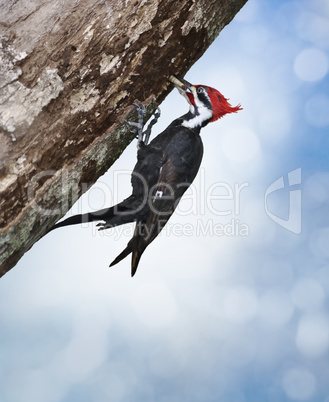 Pileated Woodpecker