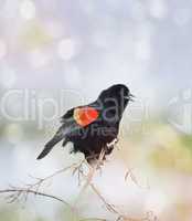 Singing Red Wing Blackbird