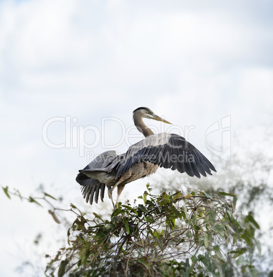 Great Blue Heron