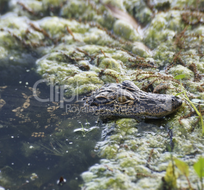 Baby Alligator