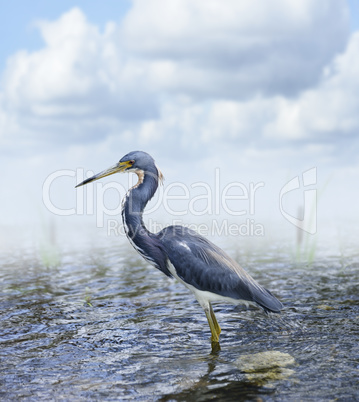 Tricolored Heron