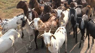 Goats Herd