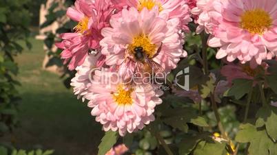 Honeybee sucking the flower nectar
