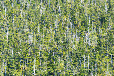 Wald im Klimawandel