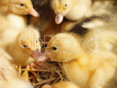 Ducklings group on the straw