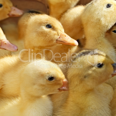 Many small ducklings