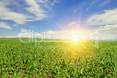 sunrise over the corn field